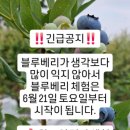 노다지농장 | 동물 먹이 주기 블루베리 따기 농장 체험 헤븐온어스