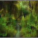 나무이야기 이미지