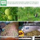 법인월넛팜