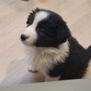 폼스하우스 이미지