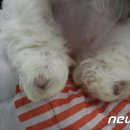 동물자유연대 부속 동물병원 이미지