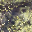 어느봄날 이미지