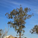 은하수별빛 | [호주] 브리즈번 무게라 은하수 별빛투어 내돈내산 후기 (ft.현대여행사)