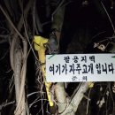 영천시 경계 도로옆 Daum카페
