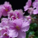 바이올렛 이미지