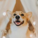 웃는강아지 이미지