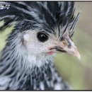 새소리농장 이미지