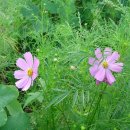 연정1리 이미지