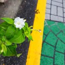 경희야생화