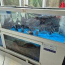 상도초밥 | 달서구횟집 상도회초밥 장기동맛집 자연산회 코스 후기 아기랑