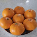 천리농장 | 제주도천혜향 천혜향배송 제주새시아농장