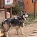 바둑이농장 이미지