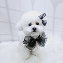 당당하개 이미지