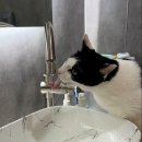 서초이음동물병원 | [고양이 관찰일지] 고양이 용이는 건강할까? 서초이음동물병원 건강검진 스탠다드 프로그램 후기와 비용