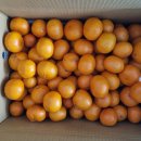 이주농장 | 제주 귤 농장, 드디어 정착할 수 있을 거 같다