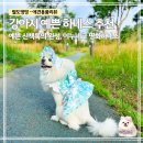 명화로 알아보는 그림산책 | 강아지 하네스 추천｜이누네코 명화하네스 핸드메이드 강아지옷 산책룩