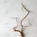 자연산 산도라지 담금용 이미지