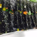 맛자랑꼬마김밥 이미지