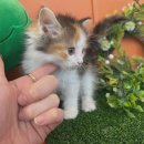 그루밍도그 이미지