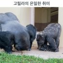 고릴라PC방 이미지