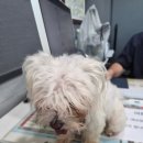 메디 포즈 동물병원 이미지