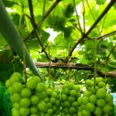 장성농원 이미지