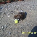 솔비 농장 이미지