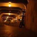 통영터널로가로수 이미지