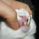 이끌림동물병원 이미지