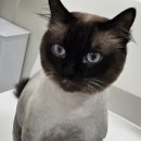 퍼(Furr)펙트그루밍 이미지