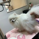 털찐친구들 이미지