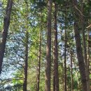 칠천도편백숲 이미지