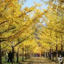 은행나무 주유소 이미지