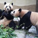 판다 이미지