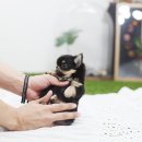 라펫