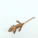 대구곤충마트 이미지