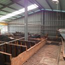 영암흑염소 이미지