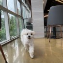 대박놀개 | [봉담 애견유치원] 만능 ‘대박놀개’ 유치원, 미용, 호텔링, 대관 운동장까지 다 됨!