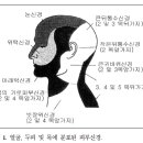 두통의 해부학 및 생리학. 2009년 을지대학교 신경과학교실. 오세건 박희준 이미지