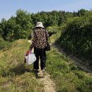 토성리 고모 그리고 선주누님 선원 고구마심기 방문 이미지