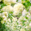 [월간 수목원/정원] 꽃으로 수놓은 여름 정원 이야기 이미지