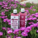 지푸락 | 몸에 좋은 아로니아 추천 아로니아 착츱액 추천 아로니아 먹는법 !