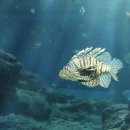 쏠배감펭(Lionfish) 이미지