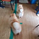 동삼동불짬뽕 이미지