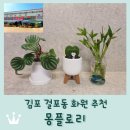 화원유치원 | 김포 걸포동 화원 추천 &lt;몽플로리&gt; 귀여운 반려식물 사기 좋은곳 / 수박페페 하트호야 개운죽