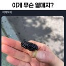 매지