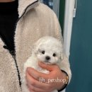 이정훈 강아지 이미지
