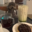 펫 아지트 | 연희동 필터커피 맛집 스펙트럼 연희로스터리｜조용한 분위기·펫프렌들리 카페