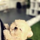 강아지,반하다 이미지