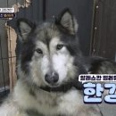 한강켄넬 이미지